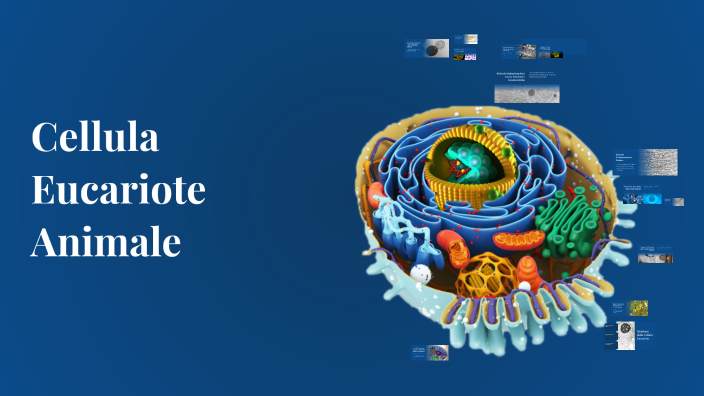 Cellula Eucariote Animale by sara jr on Prezi