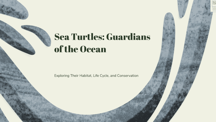 Sea Turtles: Guardians of the Ocean by Adéla Doležalová on Prezi