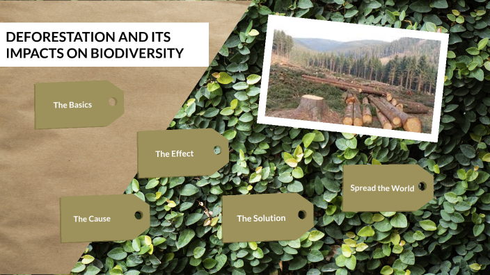 deforestation and its imapcts on biodiversity by Courtney Beaudoin