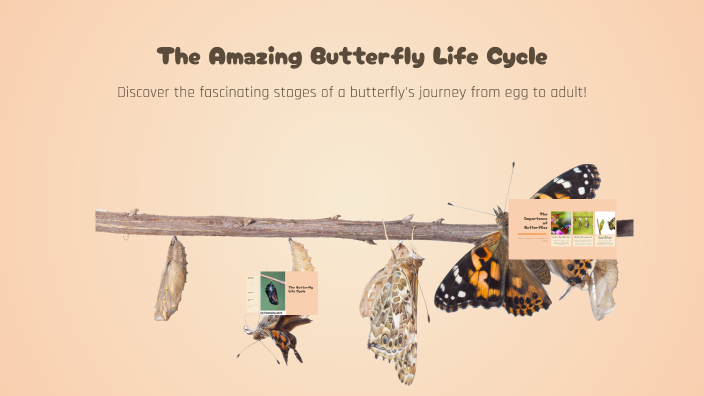 The Amazing Butterfly Life Cycle by Emily McKinney on Prezi