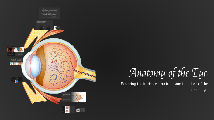 Anatomy of the Eye by Fabienne Vlaanderen on Prezi