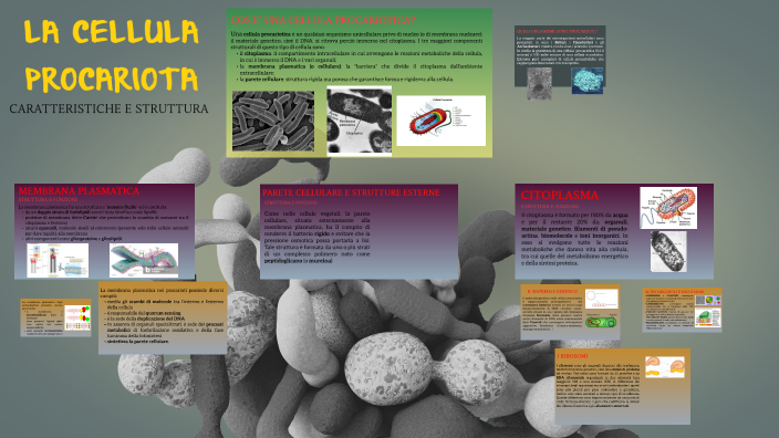LA CELLULA PROCARIOTE by Matteo Veloce on Prezi