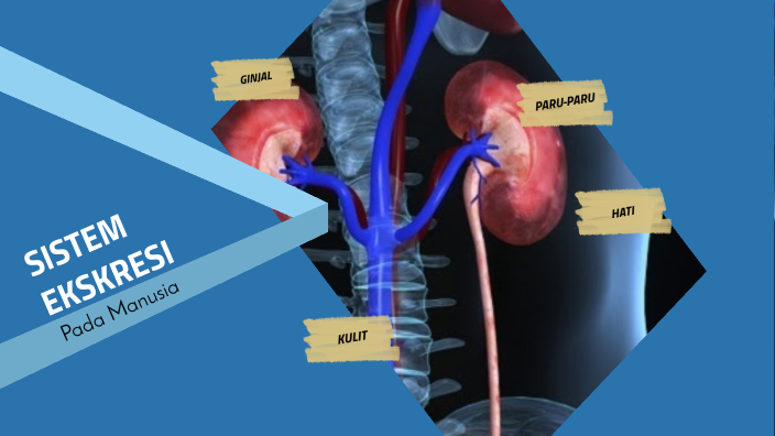 Sistem Ekskresi Manusia By Ferra Ayunita 1173