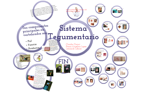 Sistema Tegumentario by Claudia Quiroz on Prezi Next