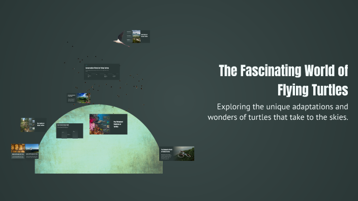 The Fascinating World of Flying Turtles by luca bodie on Prezi