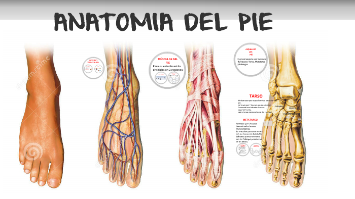 Anatomia Del Pie By Fabio Erick Saavedra Montaño On Prezi