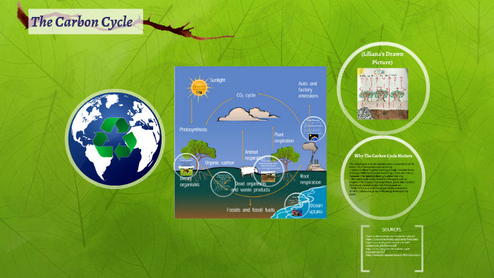 The Carbon Cycle by Audrey Muller on Prezi
