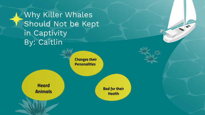 why-killer-whales-should-not-be-kept-in-captivity-by-caitlin-matney