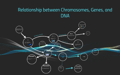 Relationship between Chromosomes, Genes, and DNA by Mallory Adams on Prezi