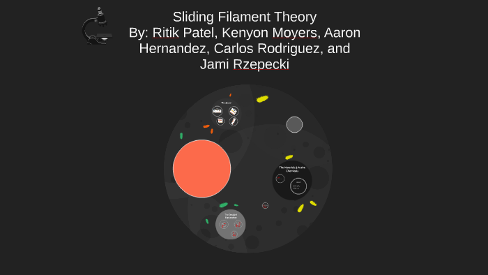 Sliding Filament Theory Hbs Project By Kenyon Moyers On Prezi