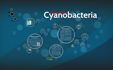 Cyanobacteria by Maina Ngobia on Prezi