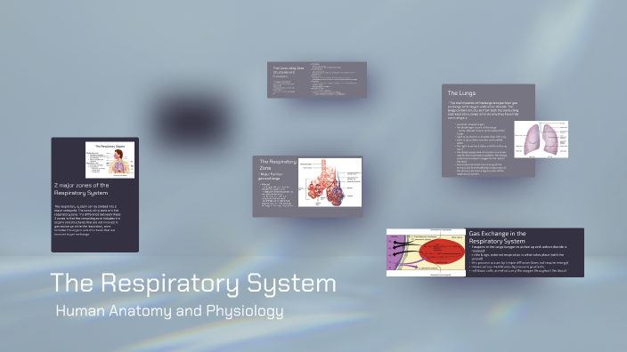 the respiratory system by jimena duran on Prezi