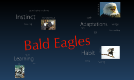 What are some adaptations of eagles?