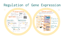 ap bio essay gene regulation ap bio essay gene regulation