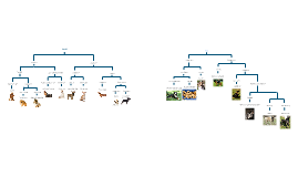 Dichotomous Key Examples For Dog Breeds Dichotomous Key Examples For Dog Breeds