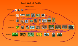 florida food web by Sara Goertzen on Prezi