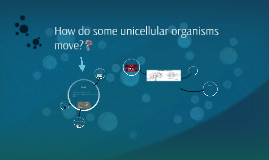 How Do Some Unicellular Organisms Move? By Zoe Passman On Prezi