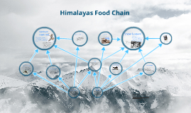 Snow Leopard Food Web by Thomas Felt on Prezi Biology Diagrams