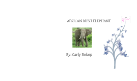 Image Result For Video Bokop