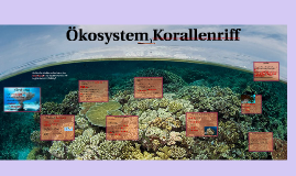 Ökosystem Korallenriff by Liz Naomi on Prezi