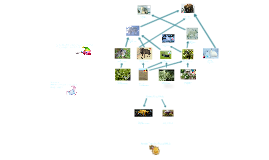 Copy of Arctic Tundra Food Web by alexis blevins on Prezi