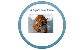 A Tiger's Food Chain by Noah Gomez on Prezi