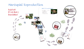 Marsupial Reproduction by Kayla Fratt on Prezi