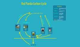 Food Web Diagram Of Red Panda Pyramid