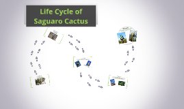 Saguaro Cactus Life Cycle