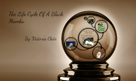 The Life Cycle Of A Black Mamba By Victoria Clute