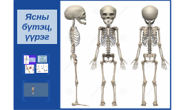 Ясны бүтэц, үйл ажиллагаа by Ундка Энх-Ундрал on Prezi