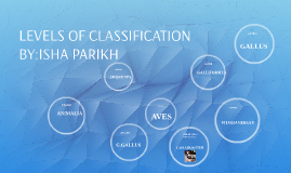 Levels of classification on Arctic Fox by isha parikh on Prezi