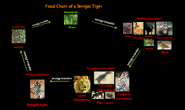 Sumatran Tiger Food Web