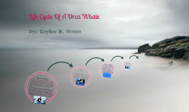 Life Cycle Of An Orca